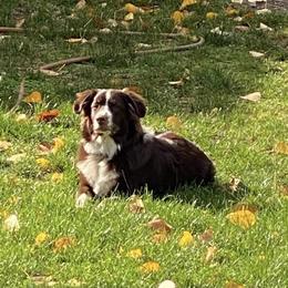 Australian Shepherd All Grown Up from Delaney's Australian Shepherds
