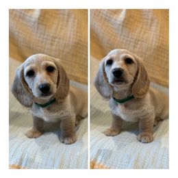 Dachshund Puppies from McJazzin Doxies