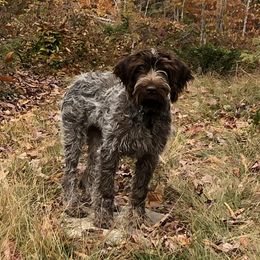 Wirehaired Pointing Griffons from Lost Creek Griffons