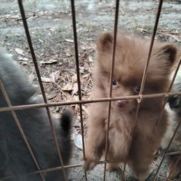 Cheese - Chocolate female Pomeranian puppy in Andrews, South Carolina from Purple Diamonds Kennel