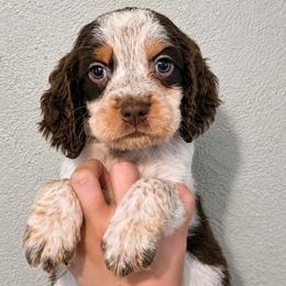 Jaq - Tri-Roan male English Springer Spaniel puppy in Fort White, Florida from Thunderbird Springers