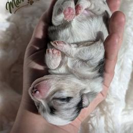 Opal - Tri-colored female Pomeranian puppy in Granby, Colorado from Marostica Paws