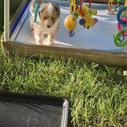 Shetland Sheepdog Puppies from Kaytea Shelties
