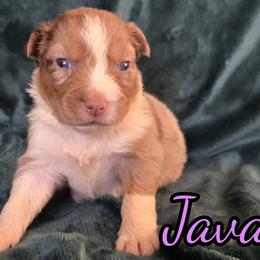 Java - Red merle female Australian Shepherd puppy in Albion, Michigan from Northern Lights Aussies (NL Aussies)
