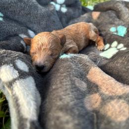Rocket - Red  male Poodle puppy in Picayune, Mississippi from JEN's Poodles