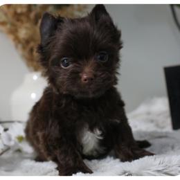 Vaughn - Chocolate and tan male Yorkshire Terrier puppy in Warren, Michigan from Danielle's Yorkie Babies