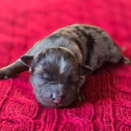 Boy 1 - Blue merle male Miniature Australian Shepherd puppy in Paris, Texas from Blue Envy Mini Aussies