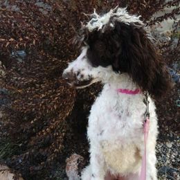 Cambry - Parti Poodle puppy in Nibley, Utah from Angel Breed Solutions