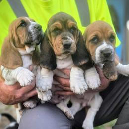 Basset Hound Puppies from Walkers Catuna Bassett Hounds
