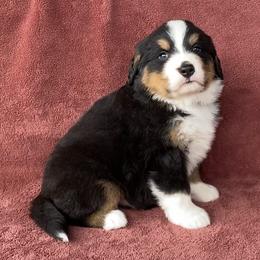 Yellow Collar Female - Black rust and white female Bernese Mountain Dog puppy in Bristol, Tennessee from Holston Hollow Farm