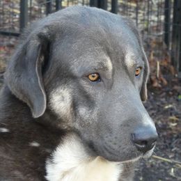 Aaron - Anatolian Shepherd Dog