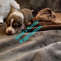 Australian Shepherd Puppies from Spirited Aussies