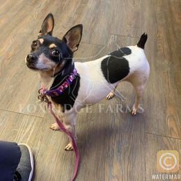 Toy Fox Terrier All Grown Up from Foxridge Farms