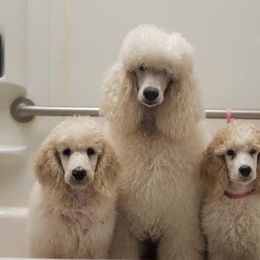 Poodle Puppies from Magic Standards Standard Poodles
