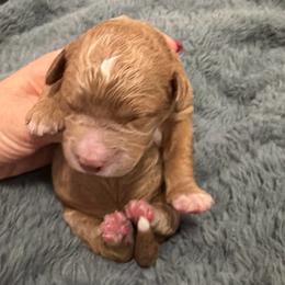 Beau - Red  male Goldendoodle puppy in Bradenton, Florida from Christianna’s Mini Goldendoodles