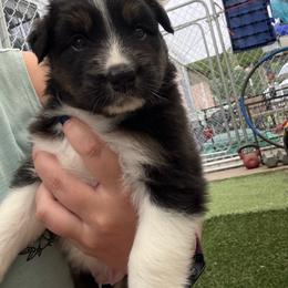 Titan - Black tri-color male Australian Shepherd puppy in Summerville, South Carolina from Mtn Hollow