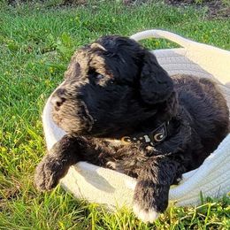 Meadow  (black collar) - Black and white Aussiedoodle puppy in Maple Valley, Washington from Feather Valley Farm