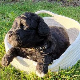 Meadow  (black collar) - Black and white Aussiedoodle puppy in Maple Valley, Washington from Feather Valley Farm