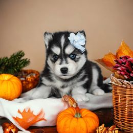 Pomsky Puppies from SZ Rolling Acres LLC