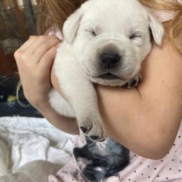 Labrador Retriever Puppies from The Homestead at Little Creek