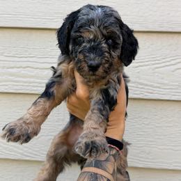 Bieber BLUE EYES - Blue merle male Bernedoodle puppy in Horseshoe Bend, Idaho from Over the Moon Poodles and Doodles