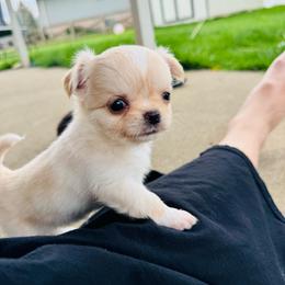 Mila - Cream and white female Chihuahua puppy in Dayton, Ohio from Petite Pups