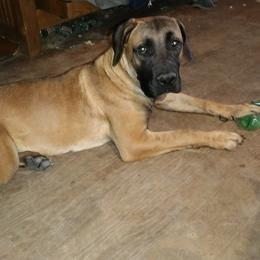 Xhoba - Red female Boerboel puppy in Dowagiac, Michigan from Flanders Kennels LLC