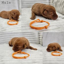 Orange Collar - Male - Yellow male Labrador Retriever puppy in Boyd, Minnesota from Lindley Labradors