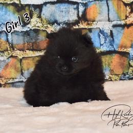 Girl 3 - Black female Pomeranian puppy in Fort Jones, California from High Rocking Pom Poms