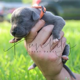 Topaz - Blue male Great Dane puppy in Denison, Texas from Hundeity Great Danes