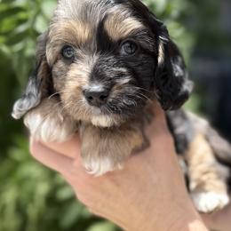 Bernedoodle, Cavapoo, and Goldendoodle Puppies from Adored Poodle & Doodles