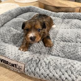 Yorkshire Terrier Puppies from Dana Schmidt