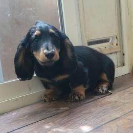 Green Collar - Hunter - Black and tan male Dachshund puppy in Salinas, California from Maverick Kennels