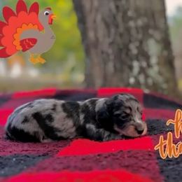 Black dapple 2 - Black and cream female Dachshund puppy in Crestview, Florida from Neverending Dachies