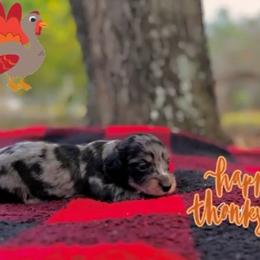 Black dapple 2 - Black and cream female Dachshund puppy in Crestview, Florida from Neverending Dachies