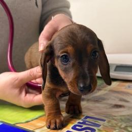 Shae - Red male Dachshund puppy in Raeford, North Carolina from Army of Dachshunds