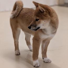 White tip female - Red female Shiba Inu puppy in Warren County, New Jersey from Yellow Gate Kennel