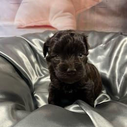 Dream - Liver female Miniature Schnauzer puppy in Norman, Oklahoma from Priscilla's Miniature Schnauzers