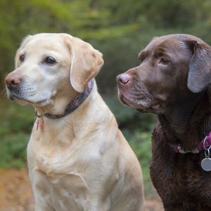 Labrador Retriever