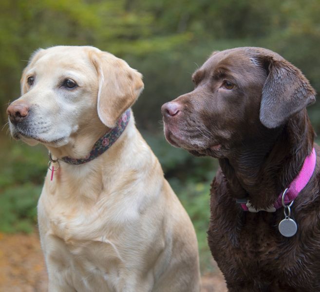 Labrador Retriever