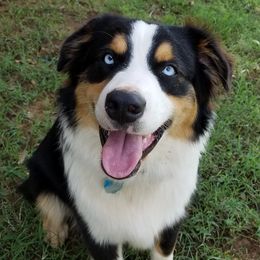 Sully - Australian Shepherd