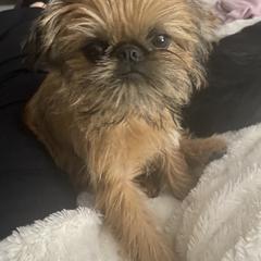 Brussels Griffon All Grown Up from Gold Country Griffs
