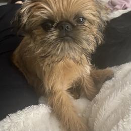 Brussels Griffon All Grown Up from Gold Country Griffs