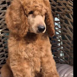 Lincoln - Red  male Poodle puppy in El Paso, Texas from Paws Of Beauty