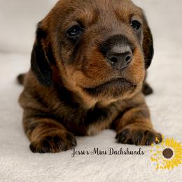 Boy 2 - Wild boar male Dachshund puppy in Polk County, Florida from Jessi’s Mini Dachshunds