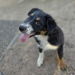 Lady Lariat - Black tri-color female Australian Shepherd puppy in Soccoro County, New Mexico from Zia Country Aussies