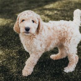 Bernedoodle, Goldendoodle, Poodle, and Shihpoo Puppies from Stormie's Doodles