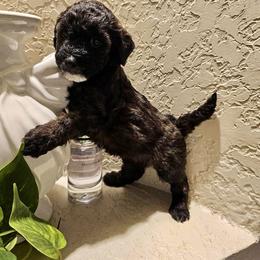 Goldendoodle and Poodle Puppies from Doodles & Poodles by Tiki