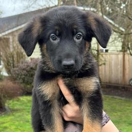 Urie - Black and red male German Shepherd puppy in Graham, Washington from Wildeflecken Shepherds
