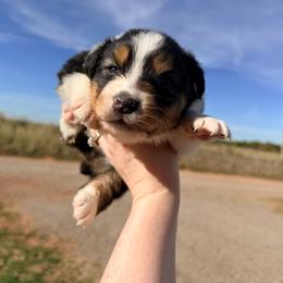 Jolene - Black tri-color female Australian Shepherd puppy in Cushing, Oklahoma from Midwest LP Aussies